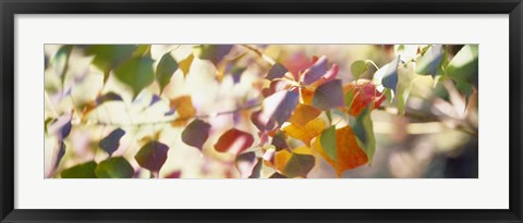 Framed Chinese Tallow Leaves Print