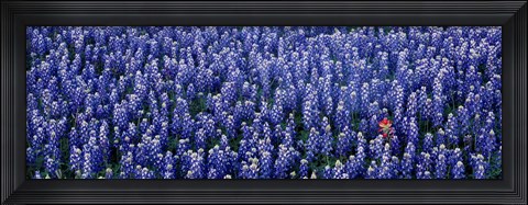 Framed Bluebonnet flowers in a field, Hill county, Texas, USA Print