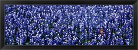 Framed Bluebonnet flowers in a field, Hill county, Texas, USA Print