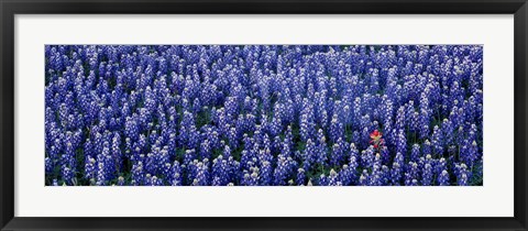 Framed Bluebonnet flowers in a field, Hill county, Texas, USA Print