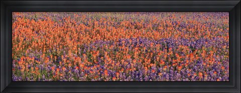 Framed Texas Bluebonnets and Indian Paintbrushes in a field, Texas, USA Print
