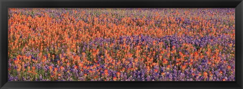 Framed Texas Bluebonnets and Indian Paintbrushes in a field, Texas, USA Print