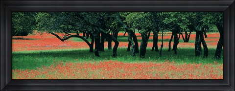 Framed Indian Paintbrushes And Scattered Oaks, Texas Hill Co, Texas, USA Print