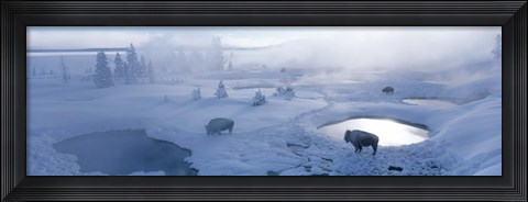 Framed Bison West Thumb Geyser Basin Yellowstone National Park, Wyoming, USA Print