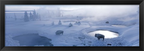 Framed Bison West Thumb Geyser Basin Yellowstone National Park, Wyoming, USA Print
