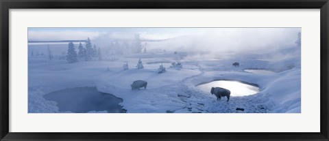 Framed Bison West Thumb Geyser Basin Yellowstone National Park, Wyoming, USA Print