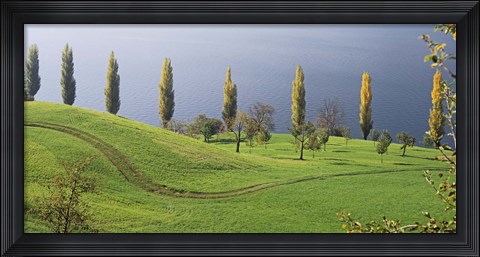 Framed Switzerland, Lake Zug, View of a row of Poplar Trees Print