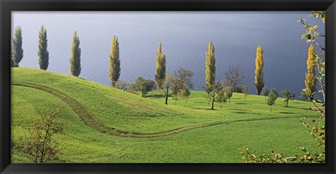 Framed Switzerland, Lake Zug, View of a row of Poplar Trees Print