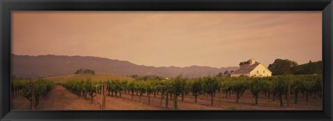 Framed Trees In A Vineyards, Napa Valley, California, USA Print