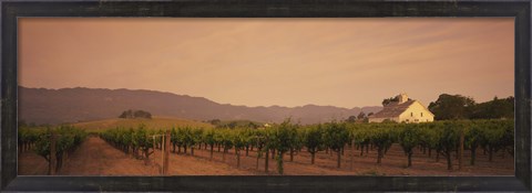 Framed Trees In A Vineyards, Napa Valley, California, USA Print