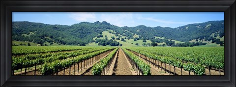 Framed Napa Valley Vineyards Hopland, CA Print