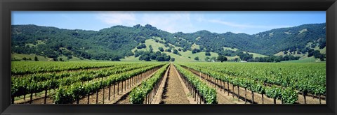 Framed Napa Valley Vineyards Hopland, CA Print