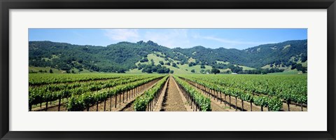 Framed Napa Valley Vineyards Hopland, CA Print