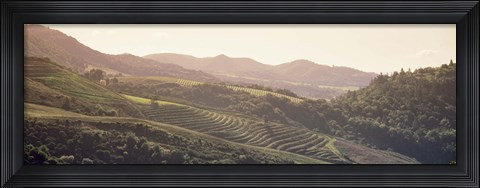 Framed High angle view of a vineyard in a valley, Sonoma, Sonoma County, California, USA Print