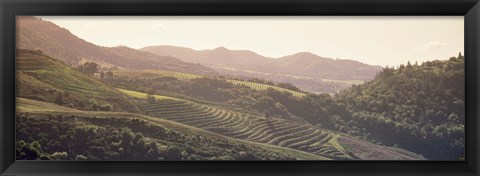 Framed High angle view of a vineyard in a valley, Sonoma, Sonoma County, California, USA Print