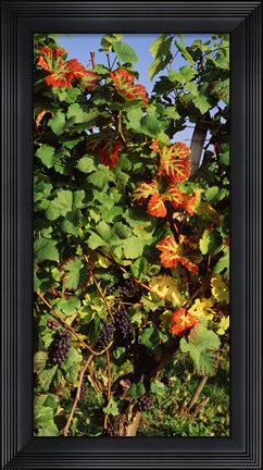 Framed Germany, Lake Konstanz, Fresh grapes in the vineyard Print