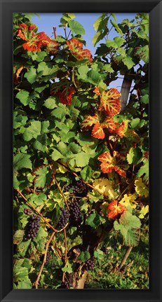 Framed Germany, Lake Konstanz, Fresh grapes in the vineyard Print