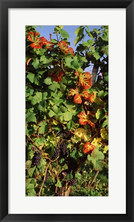 Framed Germany, Lake Konstanz, Fresh grapes in the vineyard Print