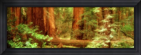 Framed Muir Woods, Trees, National Park, Redwoods, California Print