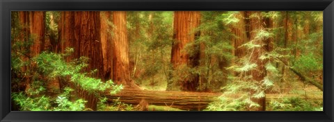 Framed Muir Woods, Trees, National Park, Redwoods, California Print