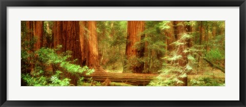 Framed Muir Woods, Trees, National Park, Redwoods, California Print