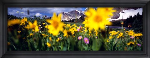 Framed Daisies, Flowers, Field, Mountain Landscape, Snowy Mountain Range, Wyoming, USA, United States Print