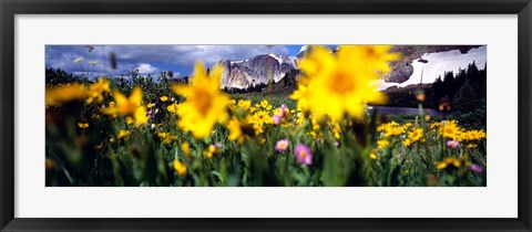 Framed Daisies, Flowers, Field, Mountain Landscape, Snowy Mountain Range, Wyoming, USA, United States Print