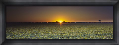 Framed Field of Safflower at dusk, Sacramento, California, USA Print
