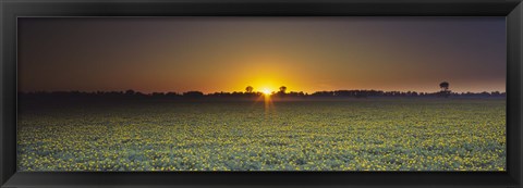 Framed Field of Safflower at dusk, Sacramento, California, USA Print