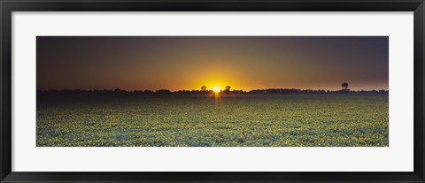 Framed Field of Safflower at dusk, Sacramento, California, USA Print