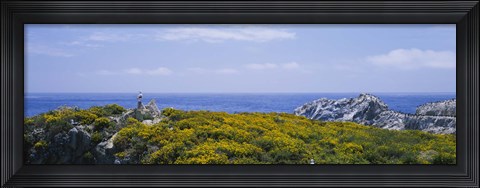 Framed Sea gulls perching on rocks, Point Lobos State Reserve, Bird Island, California, USA Print