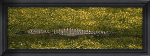 Framed Alligator flowing in a canal, Big Cypress Swamp National Preserve, Tamiami, Ochopee, Florida, USA Print