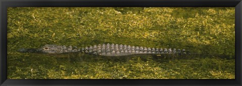 Framed Alligator flowing in a canal, Big Cypress Swamp National Preserve, Tamiami, Ochopee, Florida, USA Print