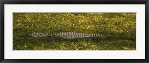 Framed Alligator flowing in a canal, Big Cypress Swamp National Preserve, Tamiami, Ochopee, Florida, USA Print
