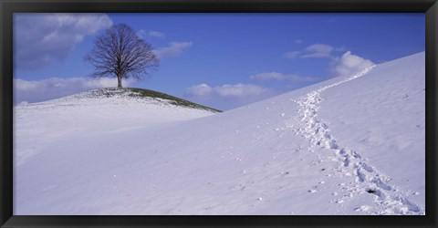 Framed Switzerland, View of a lone Linden tree on a hill Print