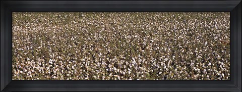 Framed High angle view of a cotton field, Fresno, San Joaquin Valley, California, USA Print