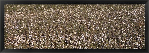 Framed High angle view of a cotton field, Fresno, San Joaquin Valley, California, USA Print