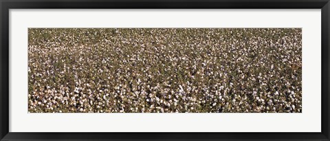 Framed High angle view of a cotton field, Fresno, San Joaquin Valley, California, USA Print