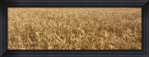 Framed Wheat crop in a field, Otter Tail County, Minnesota, USA Print
