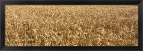 Framed Wheat crop in a field, Otter Tail County, Minnesota, USA Print