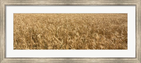 Framed Wheat crop in a field, Otter Tail County, Minnesota, USA Print