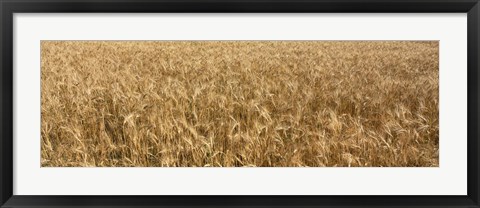 Framed Wheat crop in a field, Otter Tail County, Minnesota, USA Print