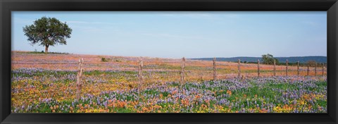 Framed Texas Bluebonnets And Indian Paintbrushes In A Field, Texas Hill Country, Texas, USA Print