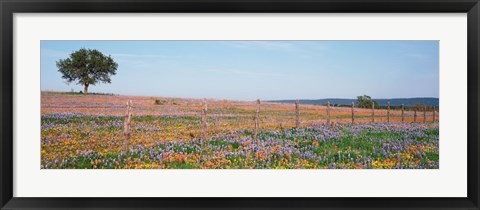 Framed Texas Bluebonnets And Indian Paintbrushes In A Field, Texas Hill Country, Texas, USA Print