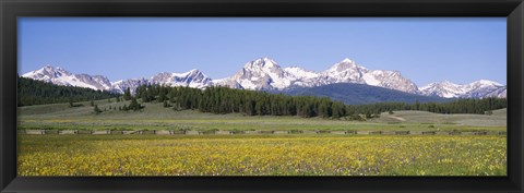 Framed Flowers in a field with a mountain in the background, Sawtooth Mountains, Sawtooth National Recreation Area, Stanley, Idaho, USA Print