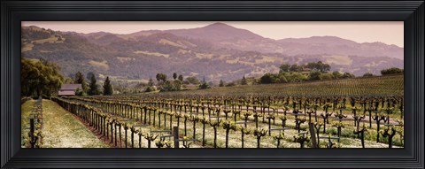 Framed Vineyard on a landscape, Asti, California, USA Print