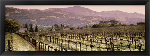 Framed Vineyard on a landscape, Asti, California, USA Print