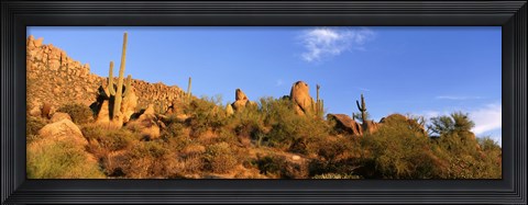 Framed Saguaro Cactus, Sonoran Desert, Arizona, United States Print