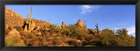 Framed Saguaro Cactus, Sonoran Desert, Arizona, United States Print