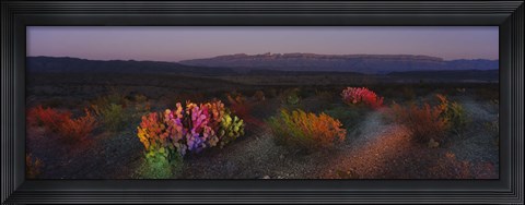 Framed Flowers in a field, Big Bend National Park, Texas, USA Print